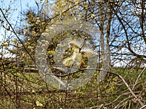 Goat or Pussy Willow - Salix caprea, Norfolk, England, UK