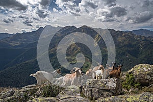 Goat in the pyrennes mountains