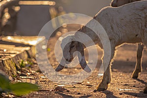 Goat for Qurban Eid al-Adha.