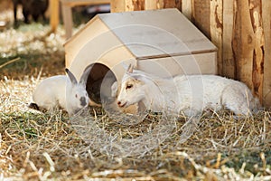 Goat and rabbit near the wooden small house