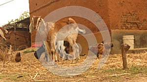 Goat Raised by Nepali Famer