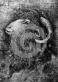 Goat or ram with large horns portrait