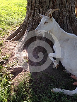 Goat resting against tree