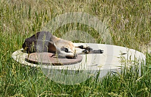 Goat resting on concrete circle
