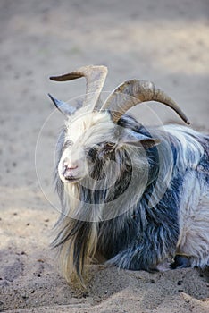 goat resting on the ground on sunny day in the farm