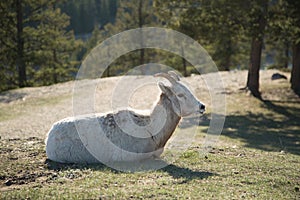 Goat resting on mountain