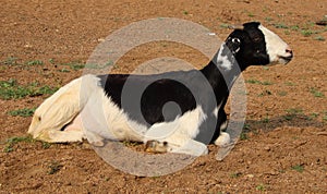 Goat resting and watching on river bank