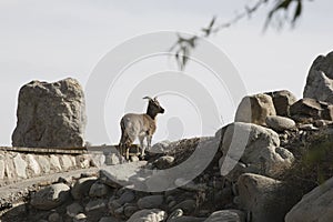 Goat on road