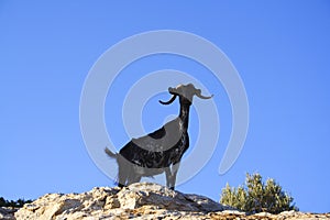Goat on Rock