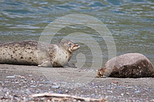 Goat Rock Beach - northwestern Sonoma County, California. Seals are on the mouth of the Russian River.