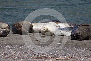 Goat Rock Beach - northwestern Sonoma County, California. Seals are on the mouth of the Russian River.