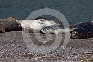 Goat Rock Beach - northwestern Sonoma County, California. Seals are on the mouth of the Russian River.