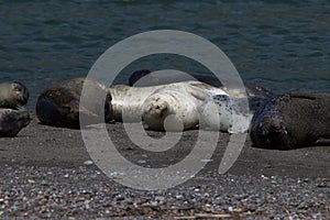 Goat Rock Beach - northwestern Sonoma County, California. Seals are on the mouth of the Russian River.