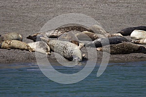 Goat Rock Beach - northwestern Sonoma County, California. Seals are on the mouth of the Russian River.