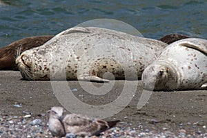 Goat Rock Beach - northwestern Sonoma County, California. Seals are on the mouth of the Russian River.