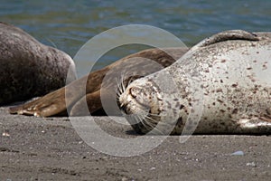 Goat Rock Beach - northwestern Sonoma County, California. Seals are on the mouth of the Russian River.