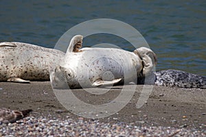 Goat Rock Beach - northwestern Sonoma County, California. Seals are on the mouth of the Russian River.