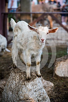 Expressive goat on a rock photo