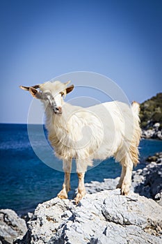 Goat on rocks in Greece photo