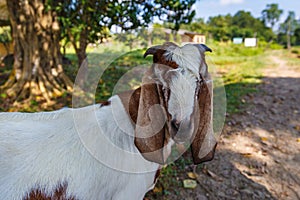 Goat in the Royal Chitwan National Park
