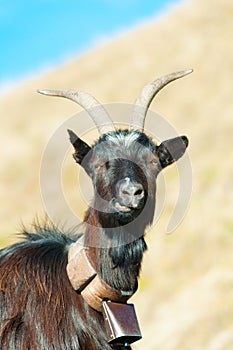 Goat ruminant photo