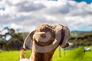 Goat on rural farm in South Australia