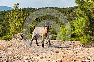 Goat in Rural Fields Looking at Camera, Rhodes,Greece