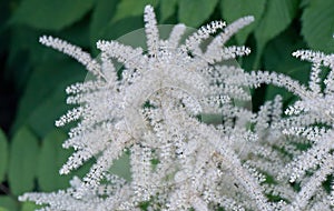 Goat`s beard, inflorescence, white plume