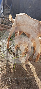 Goat's children feeding goat's milk