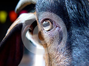 Goat`s eye