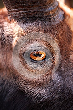 A goat`s eye