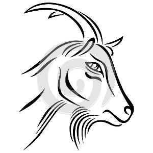 The goat`s face is drawn in black with various lines in a flat style. Design suitable for animal logo, tattoos, decor, paintings