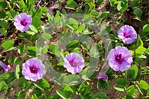 Goat's Foot Creeper, Beach Morning