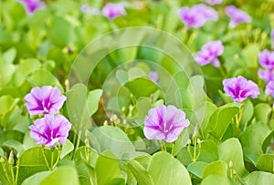 Goat's Foot Creeper or Beach Morning Glory.