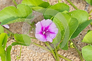 Goat's Foot Creeper or Beach Morning Glory.