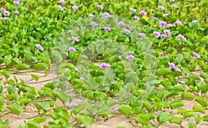 Goat's Foot Creeper or Beach Morning Glory.