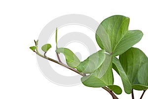Goat’s foot creeper, Beach morning glory or Ipomoea pes-caprae is a Thai herb isolated on white background.