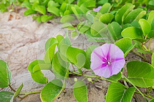 Goat's Foot Creeper or Beach Morning Glory (Scientific Name : Ipomoea Pes-caprae)