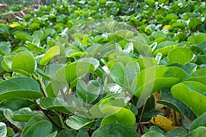 The goat\'s foot creeper plant, Beach Morning Glory or Ipomoea pes-caprae is a herbal plant that grows around the beach
