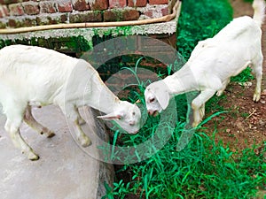 Goat`s kid eating grass