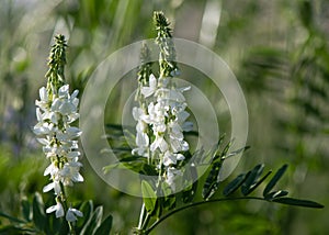 Goat`s rue Galega officinalis plant in flower