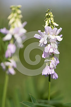 Goat`s rue Galega officinalis raceme of flowers