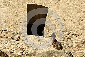 Goat at Sasov Castle, Banska Bystrica Region, Slovakia