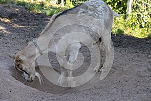 Goat scrapes a hole to sleep in