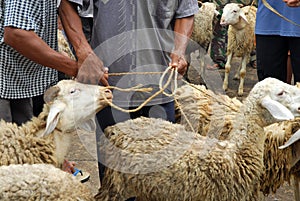 Goat seller at Traditional market Pingit, Temanggung, Central Java, Indonesia.