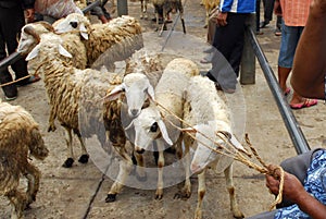 Goat seller at Traditional market Pingit, Temanggung, Central Java, Indonesia.