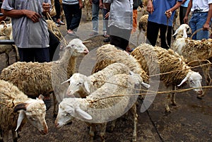 Goat seller at Traditional market Pingit, Temanggung, Central Java, Indonesia.