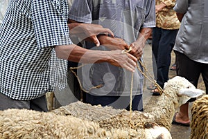 Goat seller at Traditional market Pingit, Temanggung, Central Java, Indonesia.