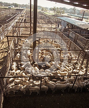 Goat and sheep auction stockyard in Fredericksberg, Texas