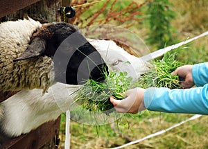 Goat and Sheep Feeding by Kids